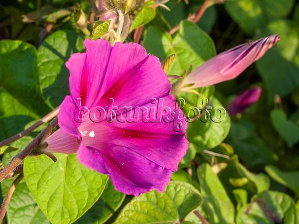 415038 - Common morning glory (Ipomoea purpurea)
