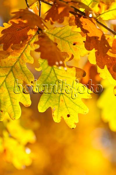 478001 - Common oak (Quercus robur)