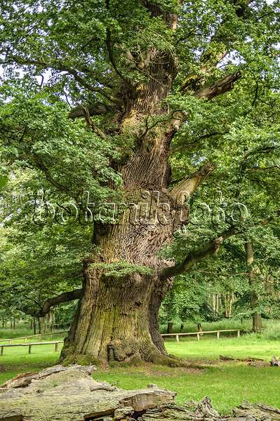 547268 - Common oak (Quercus robur)