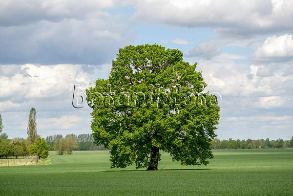 575304 - Common oak (Quercus robur)