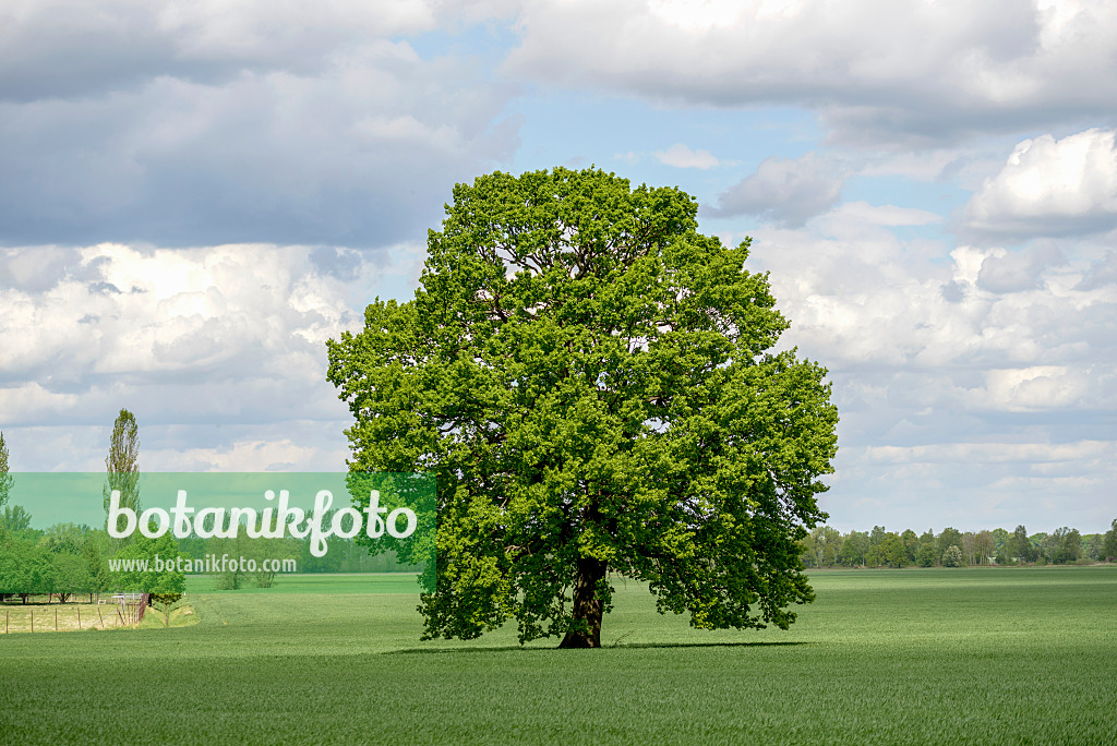 575304 - Common oak (Quercus robur)