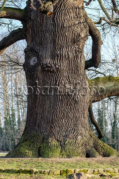 593173 - Common oak (Quercus robur)
