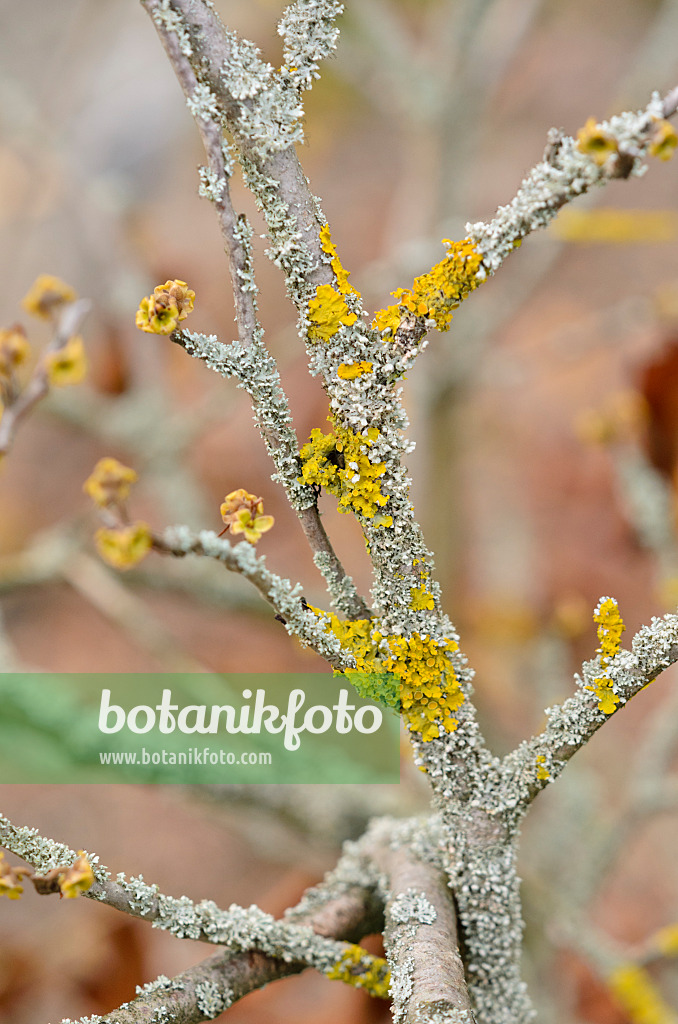 526028 - Common orange lichen (Xanthoria parietina)