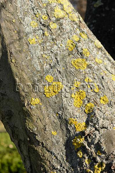 529106 - Common orange lichen (Xanthoria parietina) and common hornbeam (Carpinus betulus)