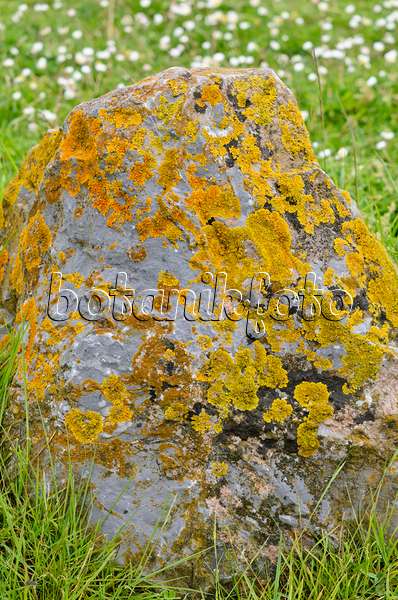 533388 - Common orange lichen (Xanthoria parietina) on a stone