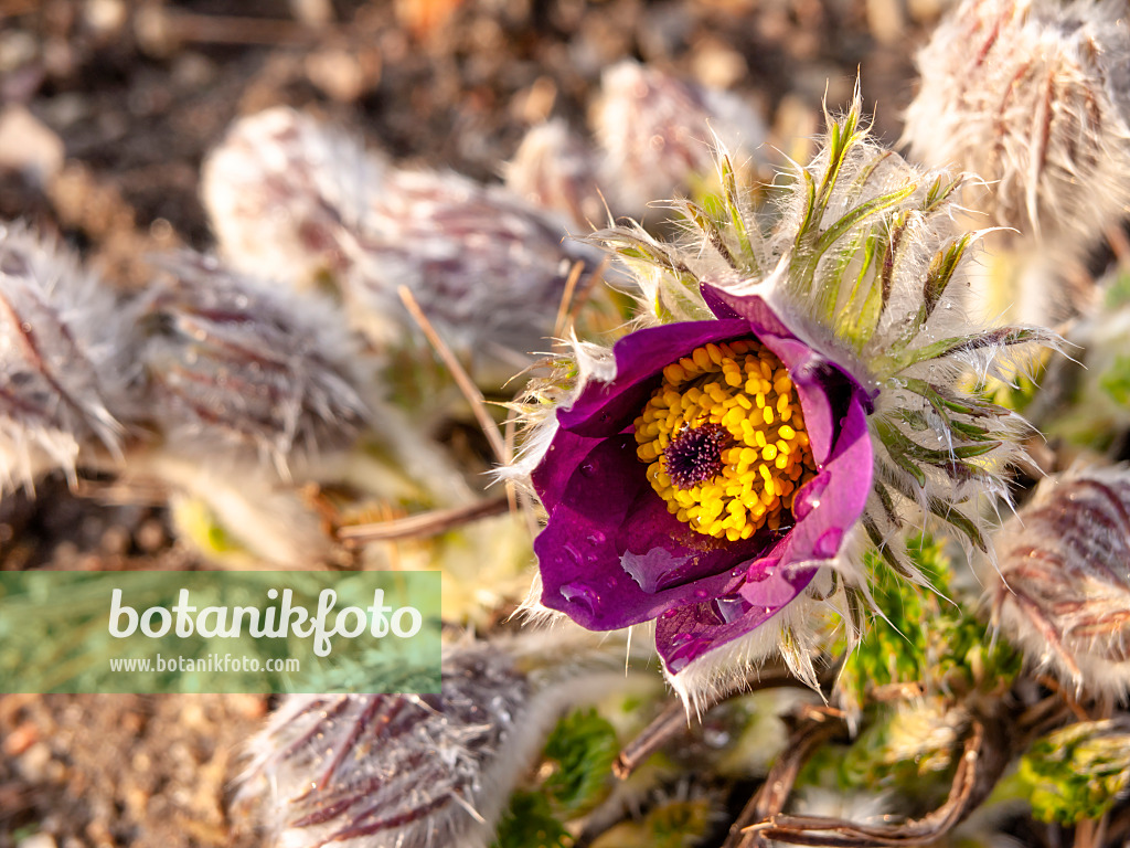 436209 - Common pasque flower (Pulsatilla vulgaris)