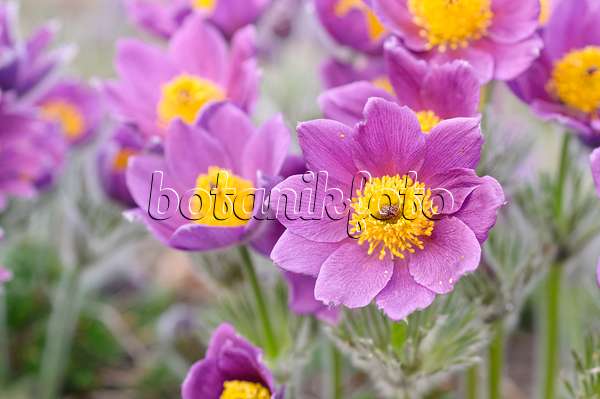 471060 - Common pasque flower (Pulsatilla vulgaris)