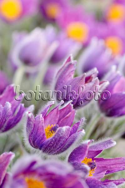 471061 - Common pasque flower (Pulsatilla vulgaris)