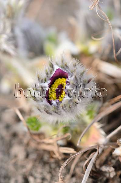 519020 - Common pasque flower (Pulsatilla vulgaris)
