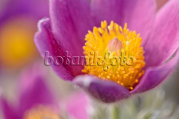 519076 - Common pasque flower (Pulsatilla vulgaris)