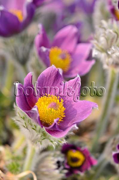 519077 - Common pasque flower (Pulsatilla vulgaris)