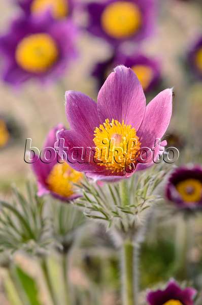 519078 - Common pasque flower (Pulsatilla vulgaris)