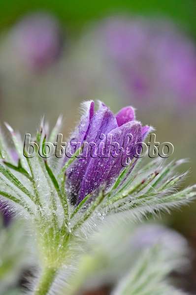 519153 - Common pasque flower (Pulsatilla vulgaris)