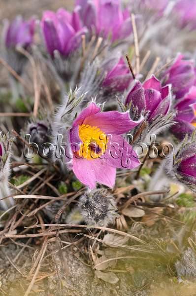 543004 - Common pasque flower (Pulsatilla vulgaris)