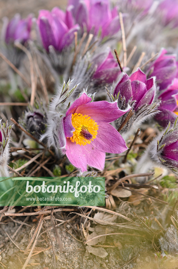 543004 - Common pasque flower (Pulsatilla vulgaris)