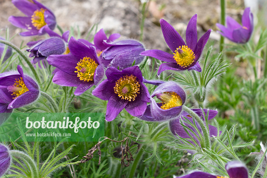 555112 - Common pasque flower (Pulsatilla vulgaris subsp. gotlandica)