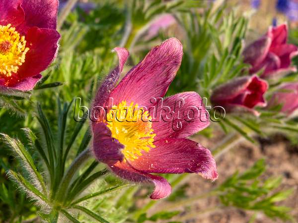 437115 - Common pasque flower (Pulsatilla vulgaris 'Rote Glocke')