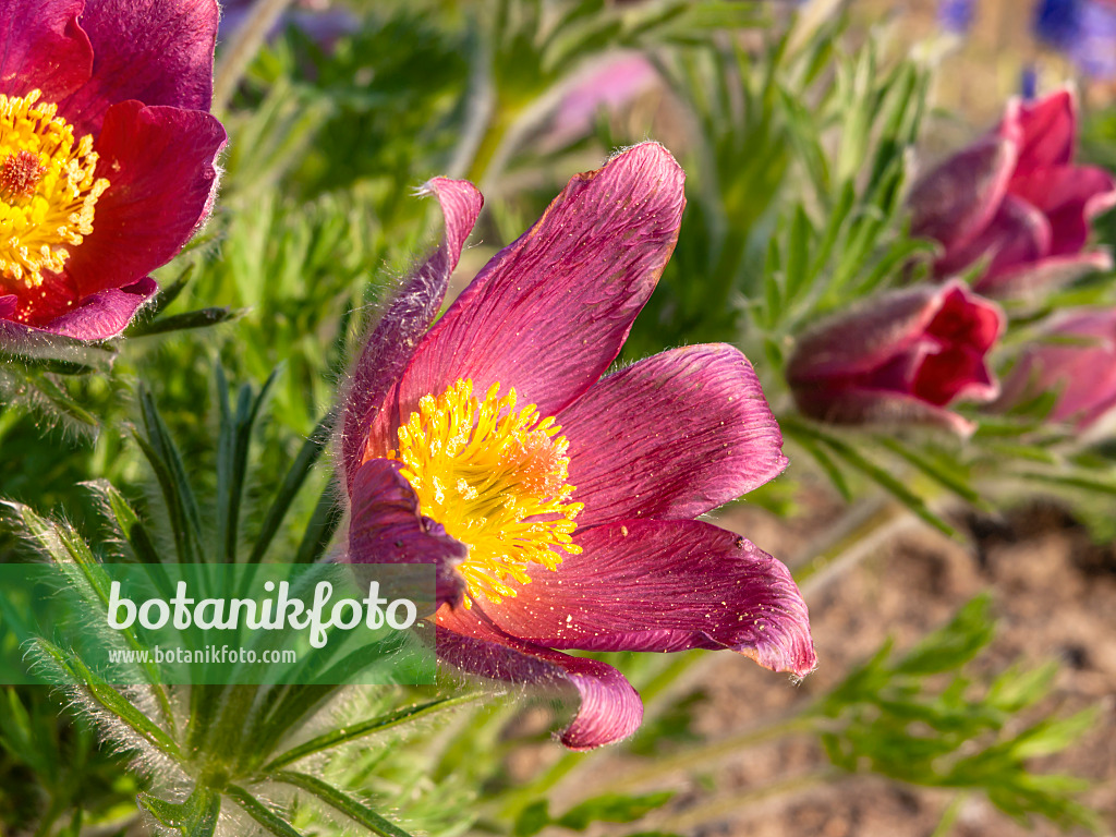 437115 - Common pasque flower (Pulsatilla vulgaris 'Rote Glocke')