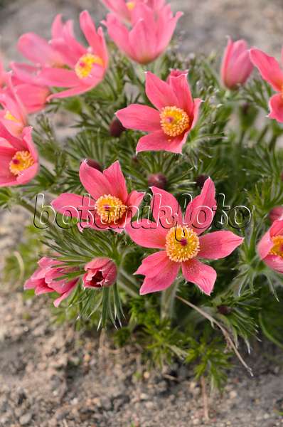 543047 - Common pasque flower (Pulsatilla vulgaris 'Rote Glocke')