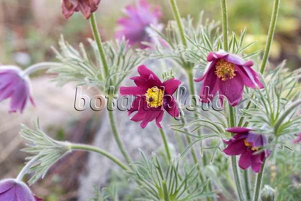 616447 - Common pasque flower (Pulsatilla vulgaris 'Rubra')