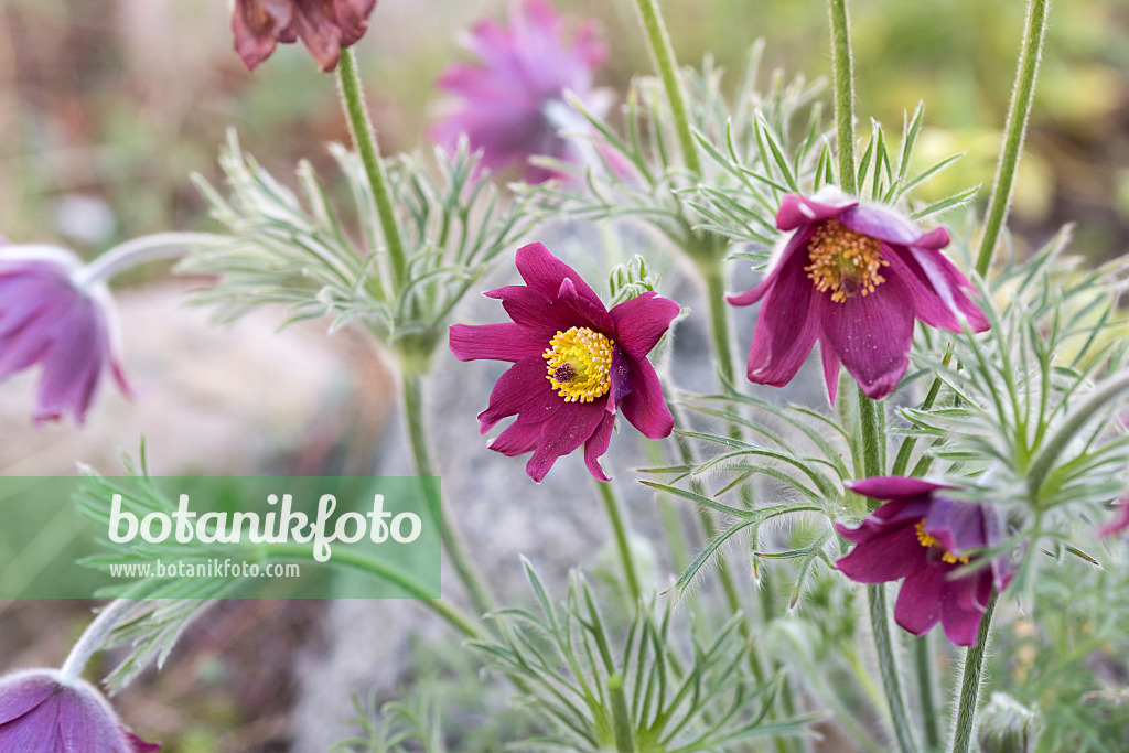 616447 - Common pasque flower (Pulsatilla vulgaris 'Rubra')