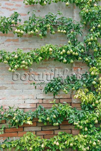 502389 - Common pear (Pyrus communis)