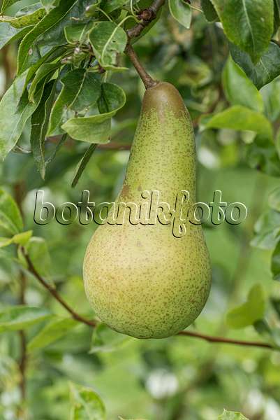 616096 - Common pear (Pyrus communis 'Abate Fetel')
