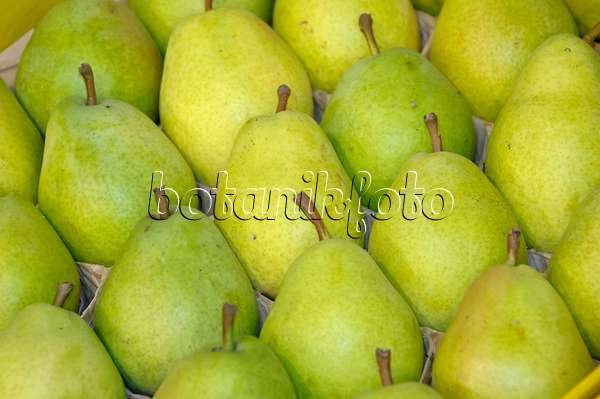 517367 - Common pear (Pyrus communis 'Alexander Lucas')