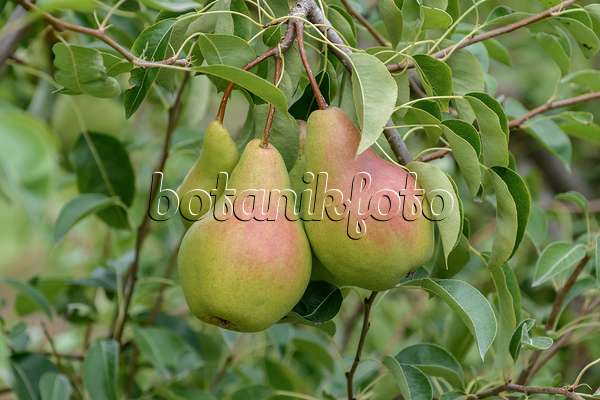 547237 - Common pear (Pyrus communis 'Armida')