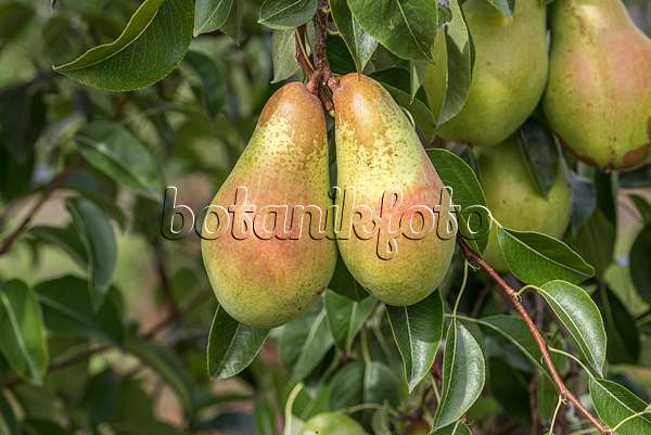 616117 - Common pear (Pyrus communis 'Armida')