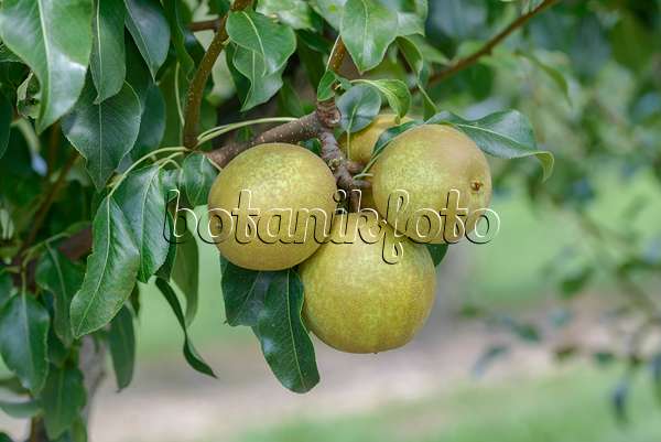 558199 - Common pear (Pyrus communis 'Benita')