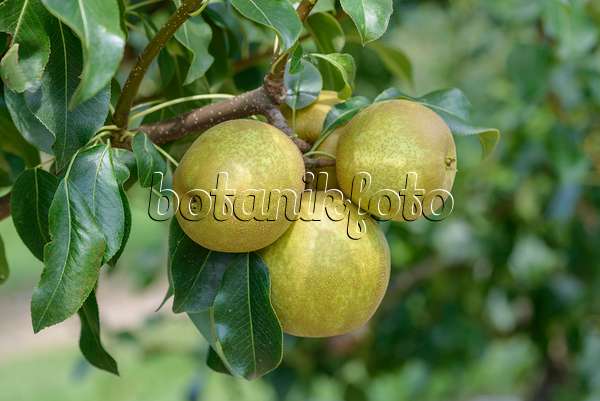 575291 - Common pear (Pyrus communis 'Benita')