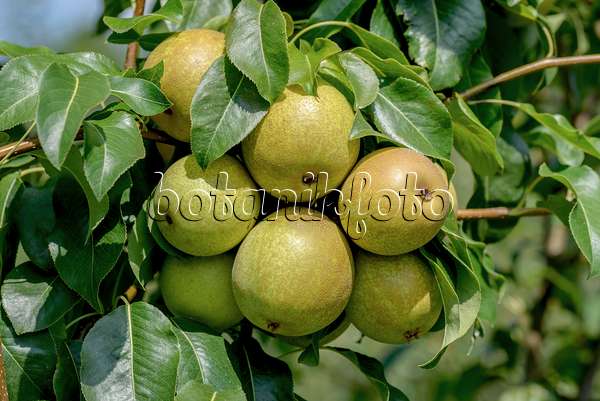575292 - Common pear (Pyrus communis 'Benita')