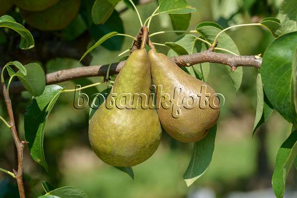 575293 - Common pear (Pyrus communis 'Boscs Flaschenbirne')
