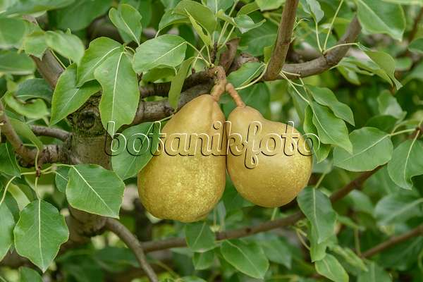 547238 - Common pear (Pyrus communis 'Champirac')