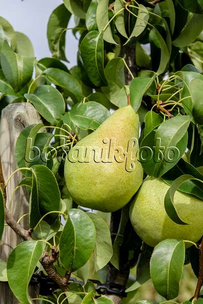 593166 - Common pear (Pyrus communis 'Condo')