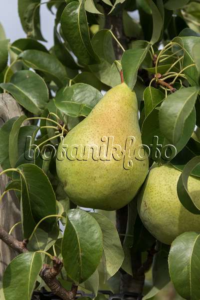 635144 - Common pear (Pyrus communis 'Condo')