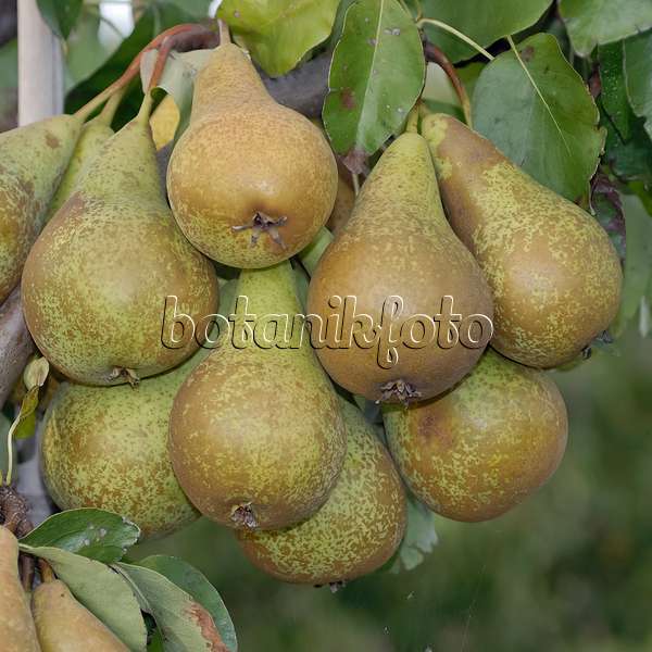 471448 - Common pear (Pyrus communis 'Conference')