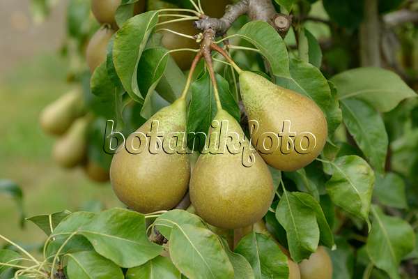 547240 - Common pear (Pyrus communis 'Conference')