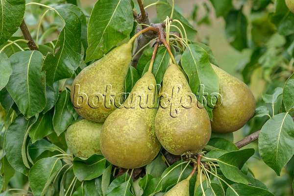 547241 - Common pear (Pyrus communis 'Conference')