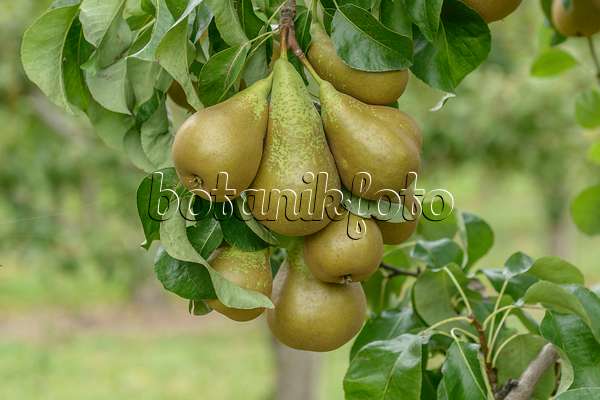 547242 - Common pear (Pyrus communis 'Conference')