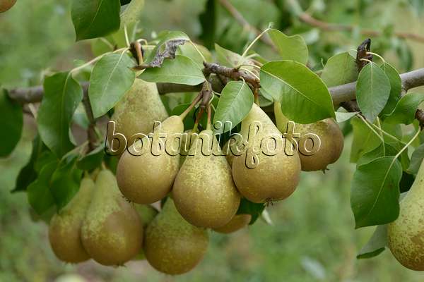 547243 - Common pear (Pyrus communis 'Conference')