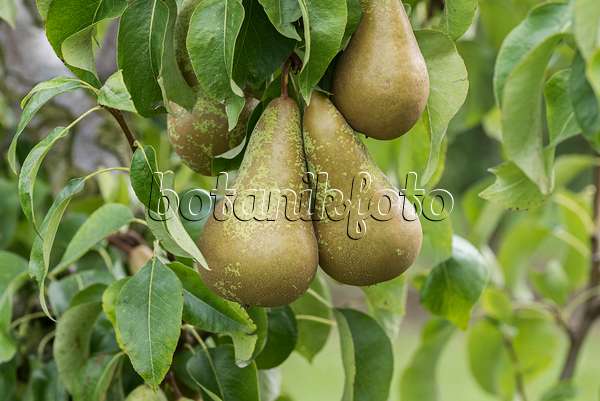 616099 - Common pear (Pyrus communis 'Conference')