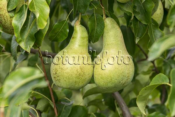 616115 - Common pear (Pyrus communis 'Dagmar')