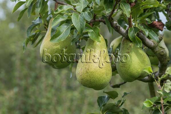 616116 - Common pear (Pyrus communis 'Dana')