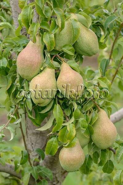 547244 - Common pear (Pyrus communis 'David')