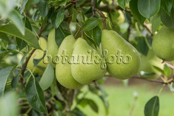 616100 - Common pear (Pyrus communis 'Delwilmor')