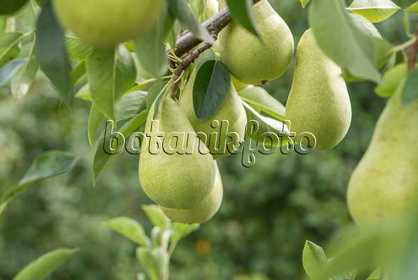 616101 - Common pear (Pyrus communis 'Delwilmor')