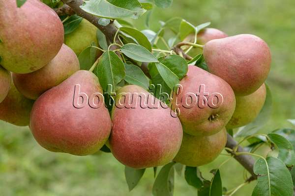 547245 - Common pear (Pyrus communis 'Dicolor')