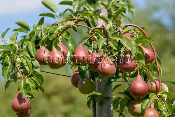 575289 - Common pear (Pyrus communis 'Dicolor')